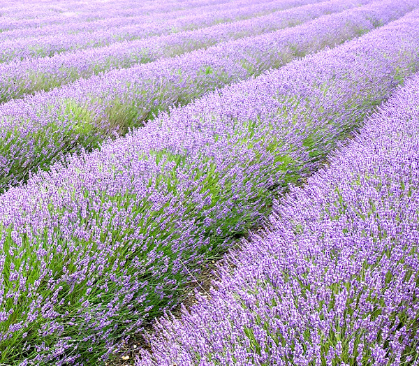 lavender farming, commercial lavender farming, lavender farming business, how to start lavender farming business, lavender farming profits, best steps for lavender farming, is lavender farming profitable