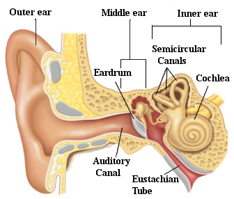 Human Ear Structure