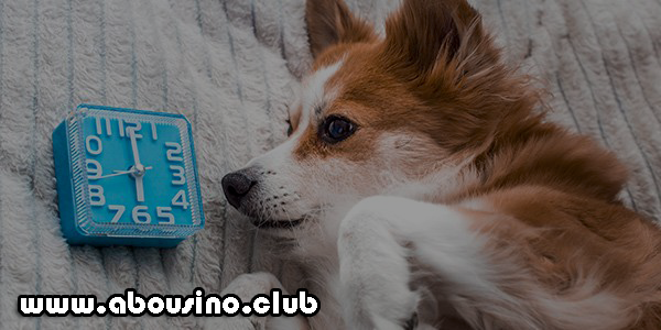 7 Ways to Get Your Dog to Listen to You Again