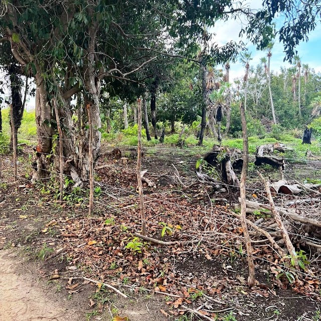 Semar investiga desmatamento ilegal e intervenções sem autorização em Cajueiro da Praia