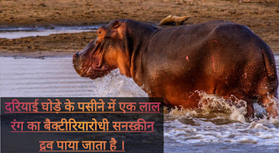 Hippopotamus facts In Hindi