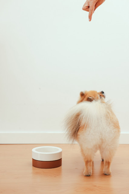 Pomeranian Dog Price In India