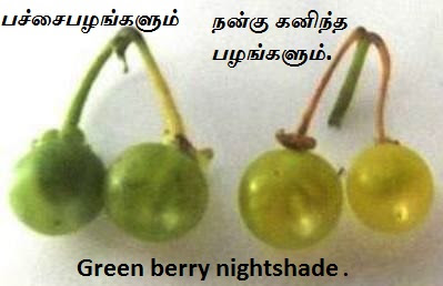 Green berry nightshade