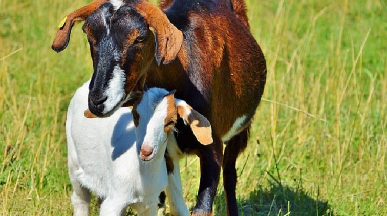 ternak kambing bagi hasil 10 ekor 4