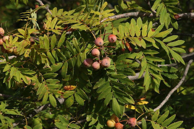 Рябина домашняя (Sorbus domestica)