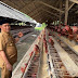 Bupati Aceh Besar Kunjungi Peternakan Ayam Petelur di Cot Suruy