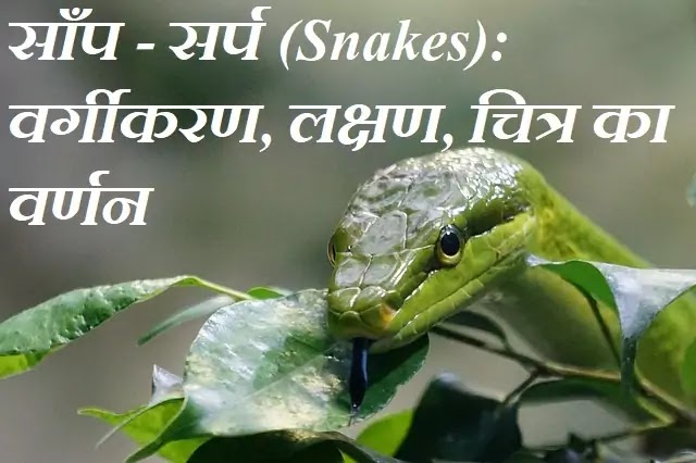 साँप - सर्प (Snakes): वर्गीकरण, लक्षण, चित्र का वर्णन|hindi