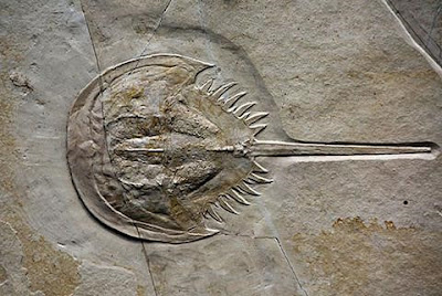 cast fossil of horseshoe crab