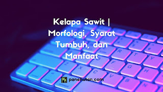 Kelapa Sawit | Morfologi, Syarat Tumbuh, dan Manfaat