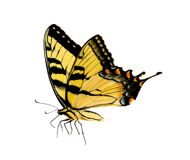 প্রজাপতির ছবি প্রজাপতির ছবি