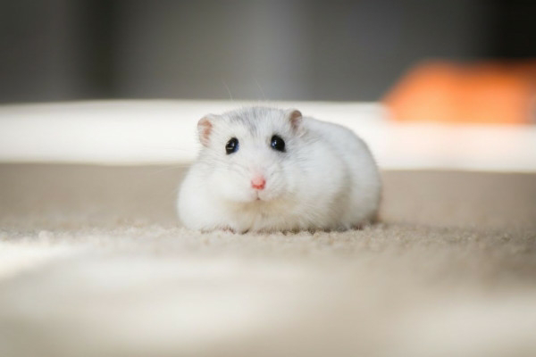 Tips Merawat Hamster untuk Pemula Supaya Tidak Cepat Mati 🐹