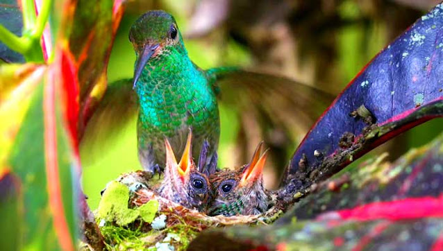 Amazilia mother feeding her babies