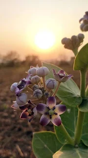 وكما أن الأفاعي سامة وكثير منها ناعم الملمس متعدد الألوان، فإن شجرة العْشَر جميلة الشكل واللون