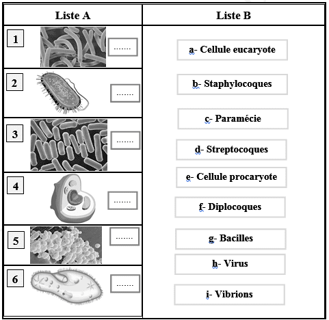 microbes et cellule eucaryote