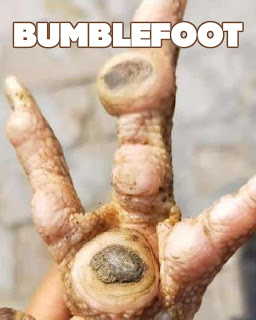 picture of chicken feet bumble-foot
