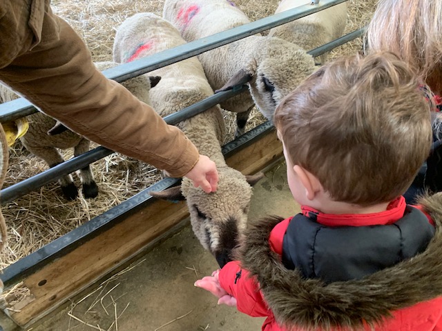 Little boy feeding the sheep at the farm