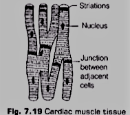 Muscular Tissues