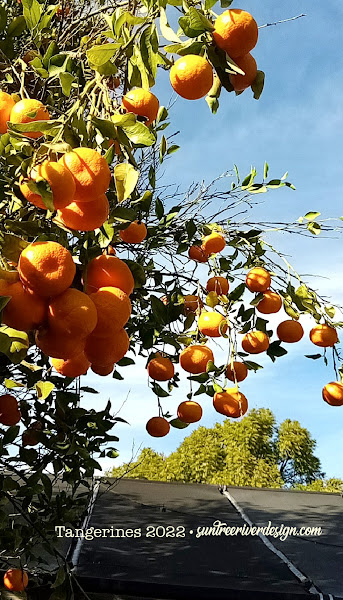 Tangerines