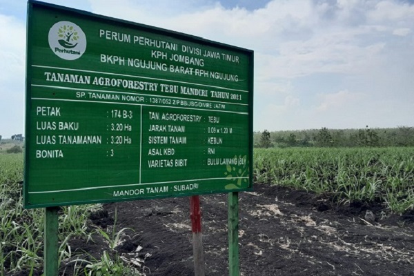 KPH Jombang Gandeng Masyarakat Sekitar Hutan sebagai Tenaga Kerja Agroforestry