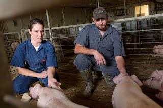 Extension Educator Sarah Schieck with farmer in pig barn looking at pigs.
