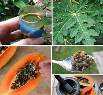 How To Use Pawpaw Seed In Treatment (Papaya Seed)