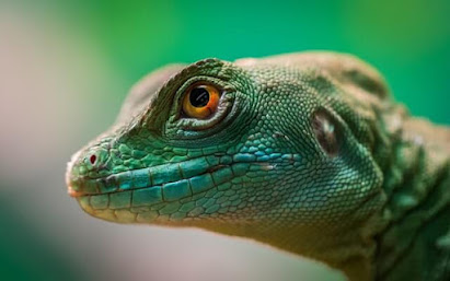Fotografia macro da cabeça de um lagarto verde (Егор Камелев em www.unsplash.com)