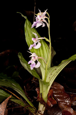 Calanthe plantaginea - Plantago-Like Calanthe care