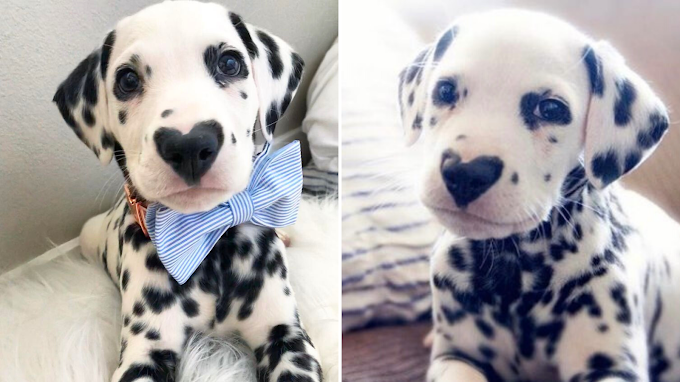 People Are In Love With This Dalmatian Because He Has A Heart On His Nose.