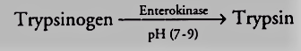 Enzymes from Pancreas