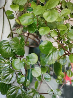 A planta Dólar (Plectranthus nummularius), também muito conhecida em algumas regiões como a Planta do Dinheiro, é uma das melhores plantas para se ter em vasos suspensos, seus galhos caem para fora do vaso e sua bela folhagem se destaca dando vida a qualquer ambiente