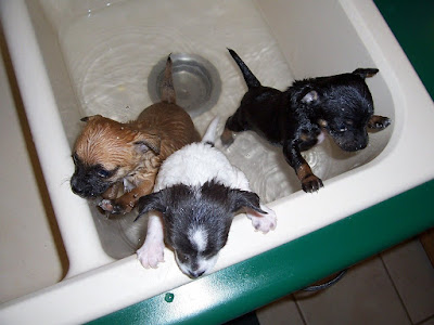 When Can I Bathe My Newborn Puppy ? How to Bathe Your Puppy ?
