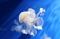 Jellyfish