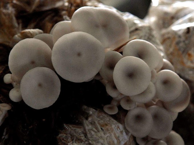 Mushroom subsidy in Hyderabad | Mushroom business | Biobritte mushroom company