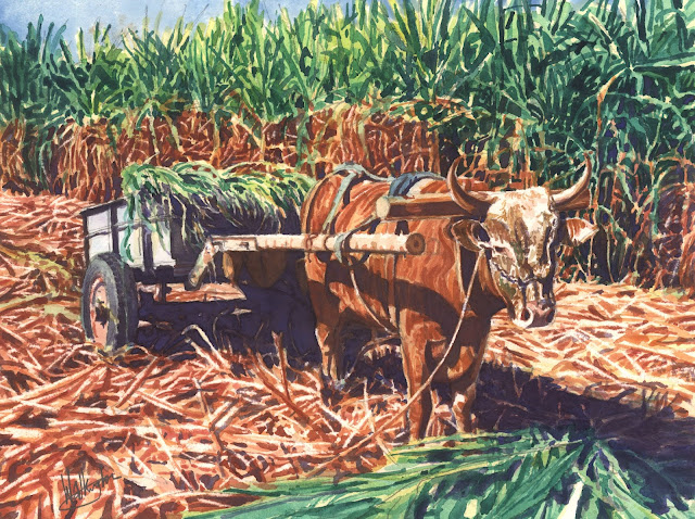 Watercolour of an ox waiting for its cart to be loaded in the sugar cane plantation, "Ah, voila toi!" by William Walkington