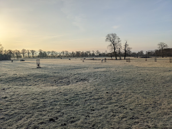 Rare breeds of cattle in a frosted grass field