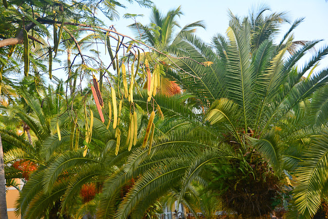 Punta Cana Bavaro (photo_4)