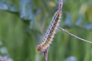 bombix-del-trebol-lasiocampa-trifolii-oruga-