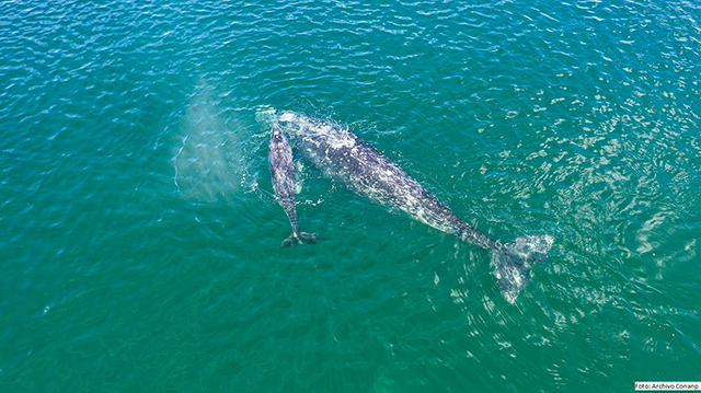 Arriban las primeras 20 ballenas grises a la Laguna Ojo de Liebre