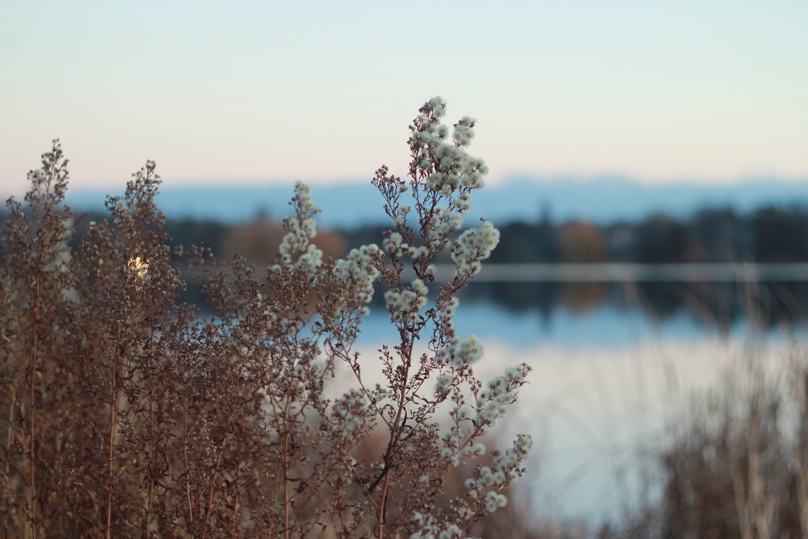 湖の手前の細長い茎の白い花