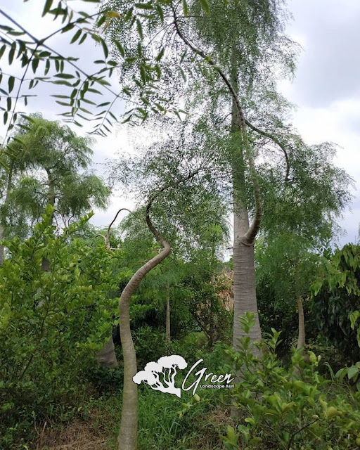 Jual Pohon Kelor Afrika (Moringa) di Blora | Harga Pohon Kelor Afrika Berbagai Macam Ukuran