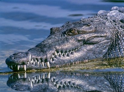 Crocodiles is a strong reptile and it among the top 10 dangerous animals in the world.