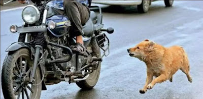 Why do dogs run after motorcyclists?