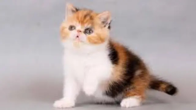 Intruder Persian cat