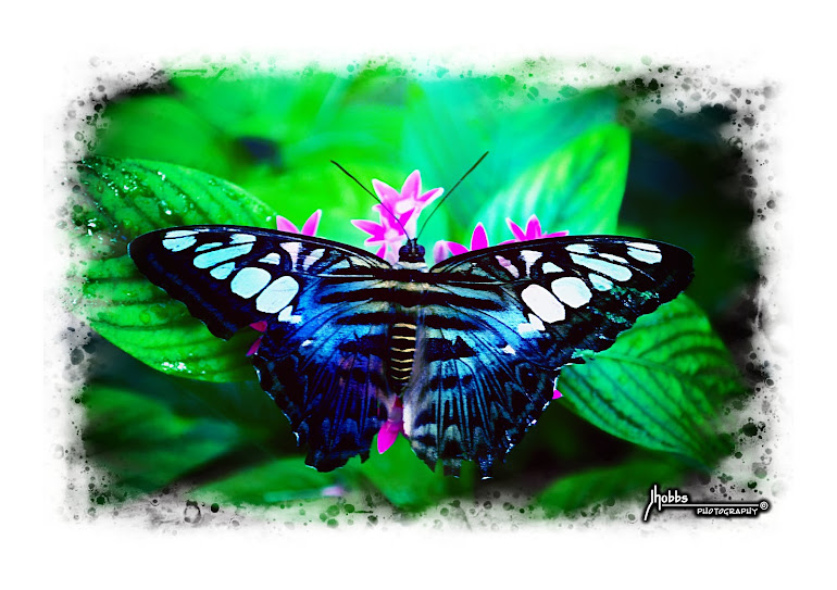 Blue Clipper Butterfly