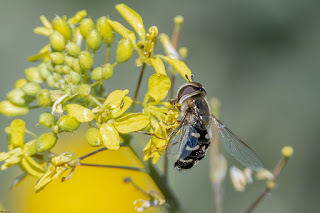 mosca-cernidora-scaeva-pyrastri-hembra