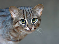 Ciri-ciri Rusty-spotted Cat, Kucing Terkecil di Dunia