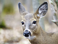 COVID-19 virus found in 3 Quebec deer, Canadian officials say.