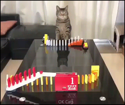 Funny Cat GIF • Clever Cat doing trick with dominoes in order to get some food... [ok-cats-gifs.com]