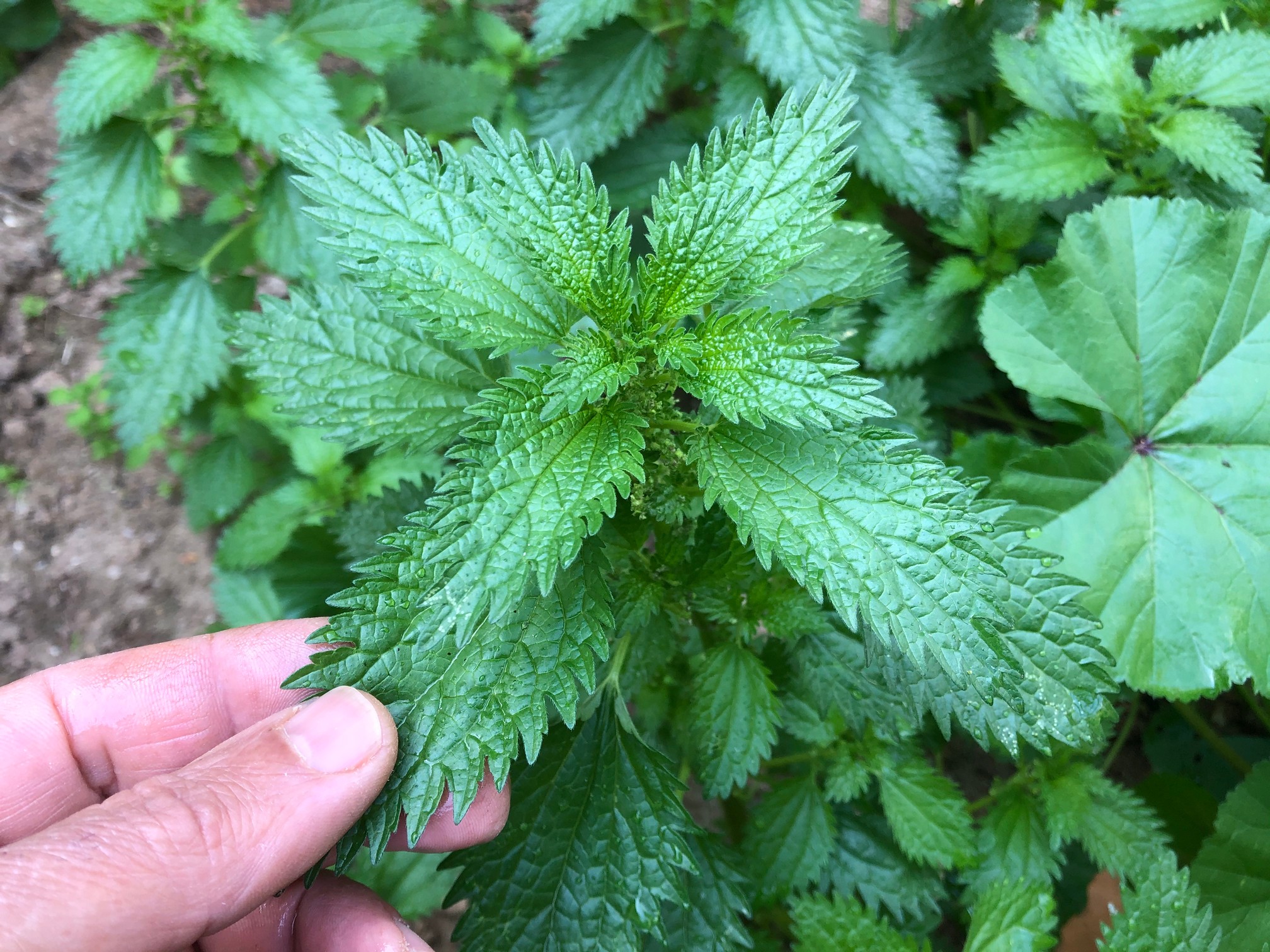The amazing Health Benefits of Stinging Nettle are so many. All parts of the nettle plant can be used for different applications. Stinging nettle has a range of uses, it's an effective remedy with many uses