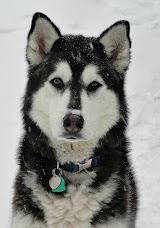 Mason (a/k/a "Snowdog") 9/26/2009 - 10/16/2022